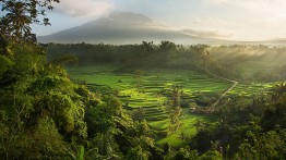 The Subak: Mahadiri Rice Terraces, Bali, Indonesia. Image courtesy of David Lazar.