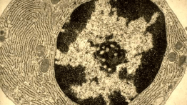 A plasma cell. Transmission electron micrograph by R. Tooze