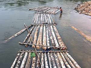Bamboo rafts in Bakassi