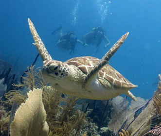 Swimming with sea turtles in D.R.
