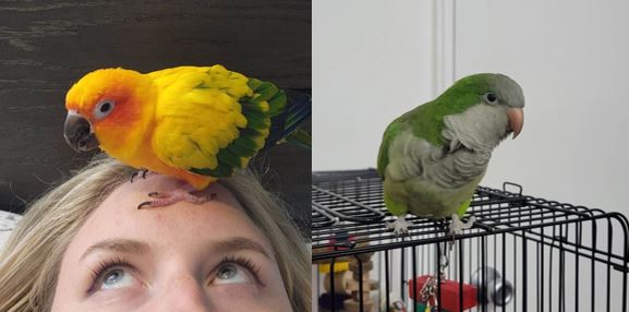 Tima the Sun Conure and Pesto the Quaker Parrot