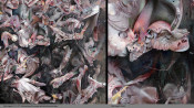Image: Wet Angels (21”x21”), colored pencil on paper-printed photomontage. Courtesy of Mark West. 