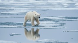 Polar Bear walking on ice