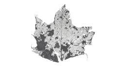 Kiss, Maple Leaf