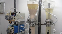 Yeast beads fermenting beet sugar in ICD's fermentation system