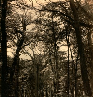 Tree at Fontainebleu