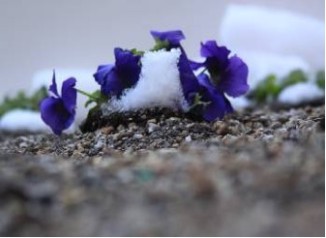 First Pansies, 51 Astor Place, Jan 2009