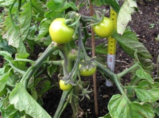 Tomatoes Grown in Heated Gardens, Iceland, Sept 2008