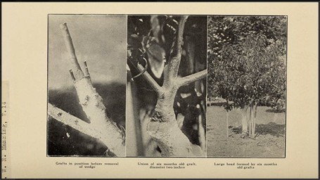 Annual Report of the California Avocado Association, Riverside California, 1916.